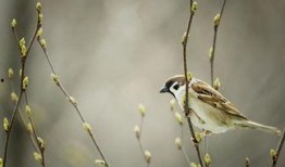 麻雀惊蛰在线观看,揭秘古韵奇案，在线观看带你穿越时空