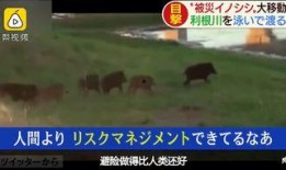 超级野猪最早爆料视频播放,揭秘神秘生物真实面貌