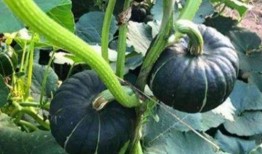 免费网红吃瓜视频,揭秘娱乐圈幕后真相