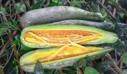 高州网红吃瓜,趣味横生引网友热议