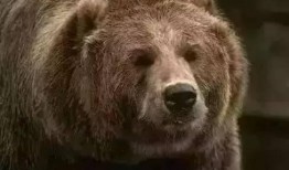 网红电次熊吃瓜在线,揭秘网红界的幕后故事