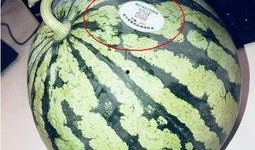 高州网红吃瓜,趣味横生引网友热议