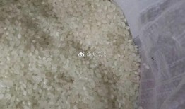 大连新隆嘉最新爆料,揭秘项目最新动态与亮点