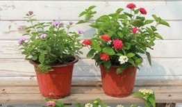 福州整形爆料事件视频最新,揭露行业黑幕，真相令人震惊