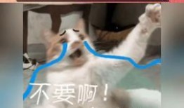 娱乐吃瓜的直播,揭秘娱乐吃瓜界的热门事件与幕后故事
