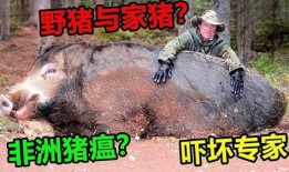 超级野猪最早爆料视频播放,揭秘神秘生物真实面貌