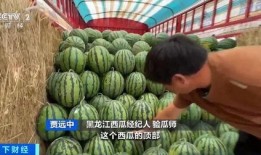 免费吃瓜花店,夏日里的甜蜜诱惑与温馨故事