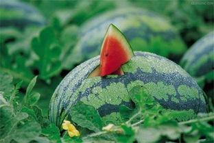 吃瓜说娱乐大西瓜是真的吗